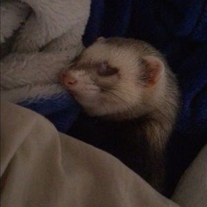 Meet your Posher, Kenzie